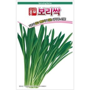 새싹채소-새싹씨앗 보리새싹(1kg)