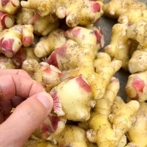 영주 햇 생강 특품 3kg
