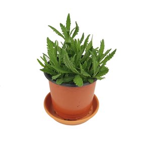 미스터허브 허브 키우기 공기정화 식물 라벤더 10cm