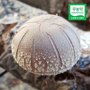 [산지직송] 부여 무농약 표고버섯(동고) 500g