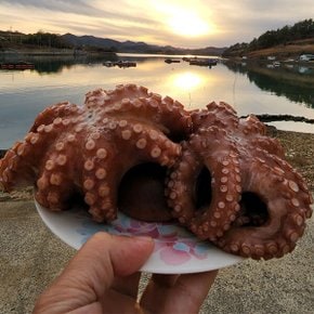 산지직송 고흥 손질 자숙 통 돌문어 (1미,생물기준 1.5kg)