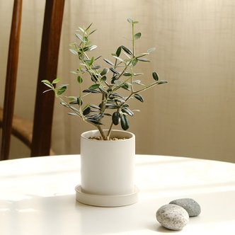텐바이텐 [plant] 나의 작은 올리브나무 식물화분set_(983241)