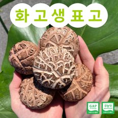 화고버섯 국내산 500g 당일배송