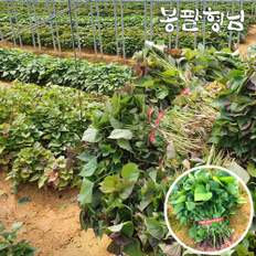 봉팔형님 밤고구마모종 3kg 고구마종순 신품종 토종 해남