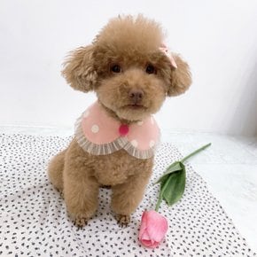 연핑쿠땡땡 강아지 고양이 케이프 에스펙트