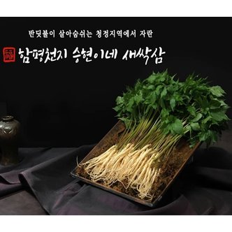 우체국쇼핑 함평천지승현이네 새싹삼 미니 (30뿌리)