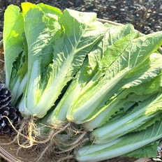 산해직송 국내산 얼갈이배추 2단(1.6kg 내외)