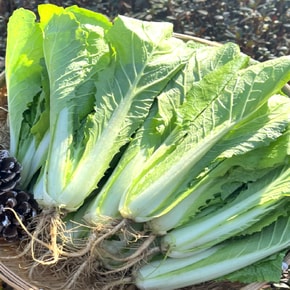 국내산 얼갈이배추 2단(1.6kg 내외)