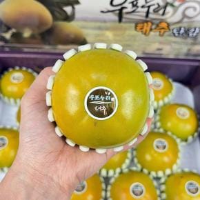 창원 창녕 태추 단감 1kg 4-6과 소과 창원태추단감 배단감 대추단감 태추감 배감 (S52969922)