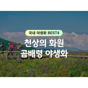 [당일] 설악산 국립공원 `곰배령 야생화` 산행 - 국내 야생화 best4  (강원/인제)