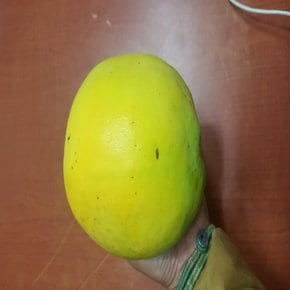 모과나무 묘목 (대실모과) 접목1년특묘