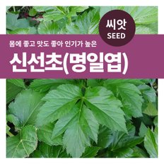 신선초 명일엽 씨앗 100립