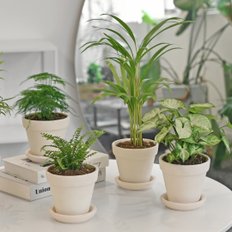공기정화식물 식재 크림화이트 토분 세트