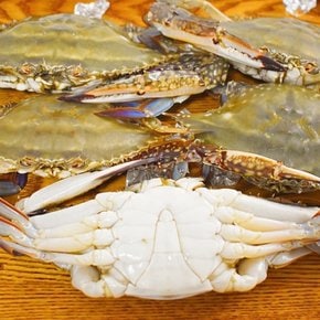 제철 활 꽃게 숫꽃게 1kg 3-5미