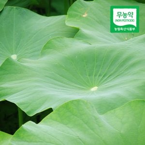 친환경팔도 [산지직송] 자연산 무농약 연잎 10장
