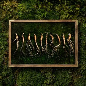 강원도 산양산삼 5-6년근 10뿌리