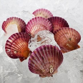 통영 홍가리비 1kg