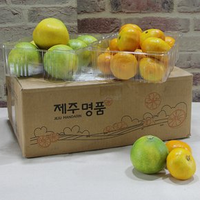 [대진] 제주 귤 1.5kg(2s-m)+황금향 1.5kg(6-10과)