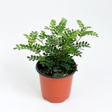 마이플랜트 산초나무 식물 모종 소품