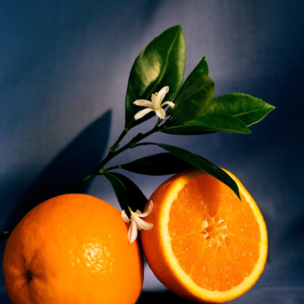 홈 프래그런스 오렌지 블러썸
