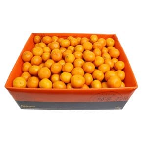 제주 노지 감귤 꼬마 10kg