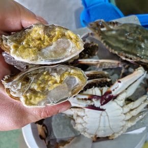 국내산 활 숫꽃게 소 1kg
