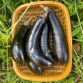 국내산 못난이 가지 1kg (개당150g내외)