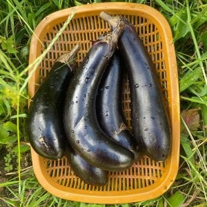  국내산 못난이 가지 1kg (개당150g내외)