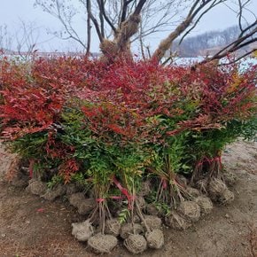 착한가격 나무생각 / 남천나무 / 1.2m