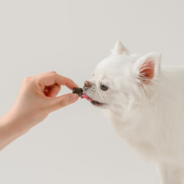 옵티펫츄어블 영양제로 강아지 알레르기, 아토피 스킨케어(+조인트케어, 오메가, 비타민) 14