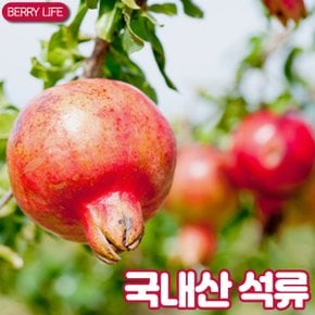 [베리세상] 국내산 석류 대과 10kg