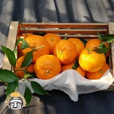 [1/15(수)순차출고] 제주 화산송이 레드향 1.7kg (선물용, 7-12과)