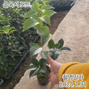 목서나무 묘목 은목서 포트묘 H0.4전후