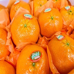 제주특산품 고당도 레드향 3kg 7-10과 선물세트