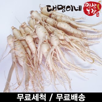 대명이네 인삼농장 (세척) 난발 10~25뿌리내외 250g/인삼 수삼 주스용 홍삼용 삼계탕용