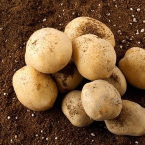 수미감자 대과 (70~130g내외) 1kg