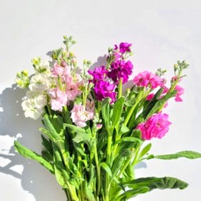[코코 플라워] 스토크 비단향꽃무 생화택배 4가지색상