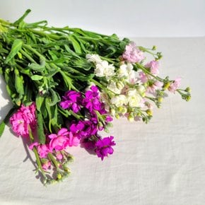 [코코 플라워] 스토크 비단향꽃무 생화택배 4가지색상