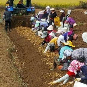 [9월12일 오후 1시 이전 결제시 명절 전 배송][부여인삼]수삼+더덕 혼합선물세트 1.2kg(수삼450g+더덕750g)