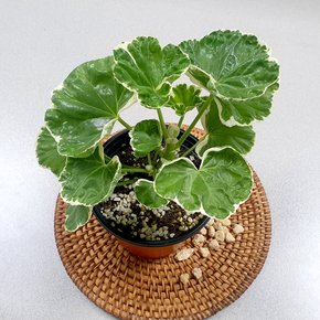화이트링 무늬 제라늄 소형 중형 모종 관엽식물 유럽제라늄 꽃화분 키우기