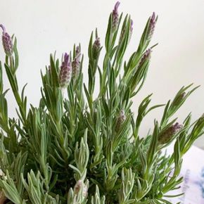 라벤더 허브 키우기 공기정화식물 화분