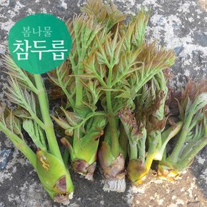 [살랑살랑봄나물] 향긋한 참두릅 1kg
