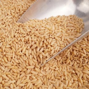 도정 귀리 100g 앵무새 토끼 다람쥐 햄스터 새모이