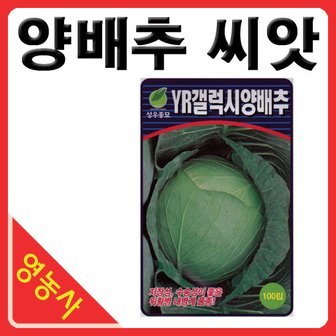  양배추씨앗 100립