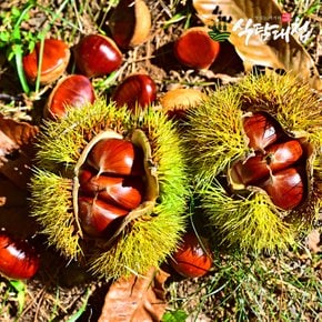 충남 부여사랑 햇 알밤 특 1kgX2봉지