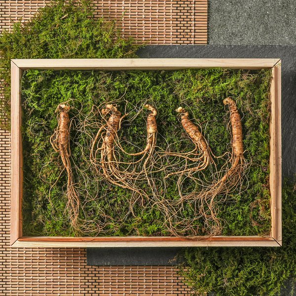 강원도 산이키운삼 7년근 진품 산양삼 5뿌리 세트