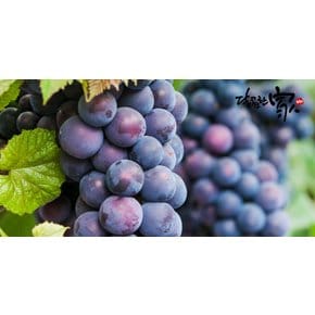 산지직송 김천 거봉 1.2kg/2수