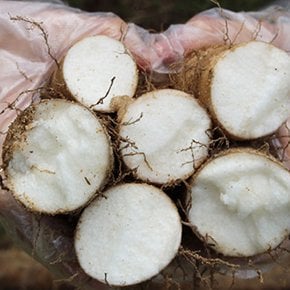 안동 햇 마 마사토 생마 장마 알뜰 2kg