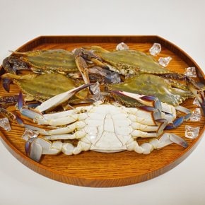 제철 활 숫꽃게 1kg