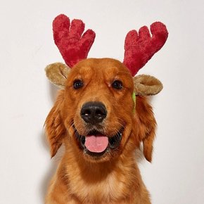 크리스마스 산타 강아지 루돌프 머리띠 L사이즈